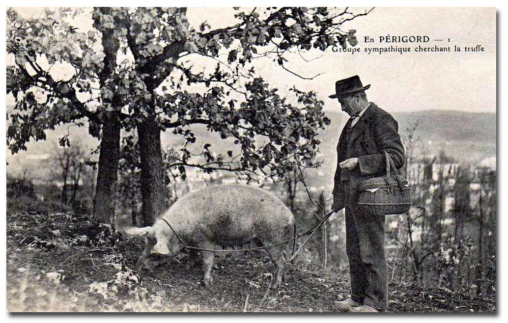 Carte postale cochon truffes 2016
